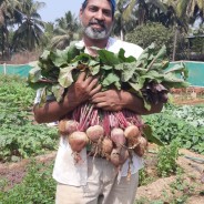Cultivating organic vegetables passionately