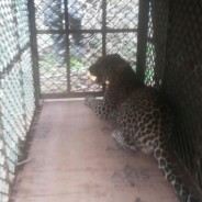 Leopard trapped in Chandor